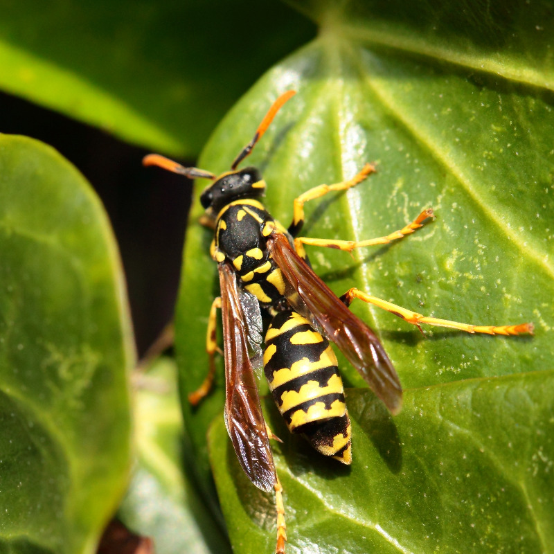 alergia himenopteros